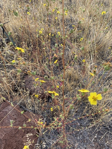 iNaturalist observation photo of Oregon western rosinweed