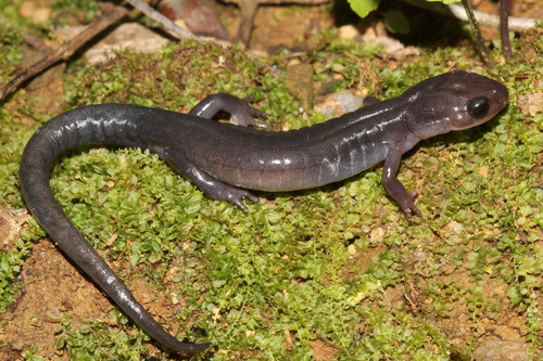 Northern Gray-cheeked Salamander
