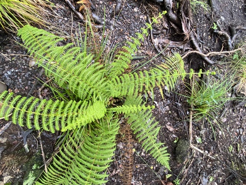 Amauropelta globulifera observed 2025-05-19