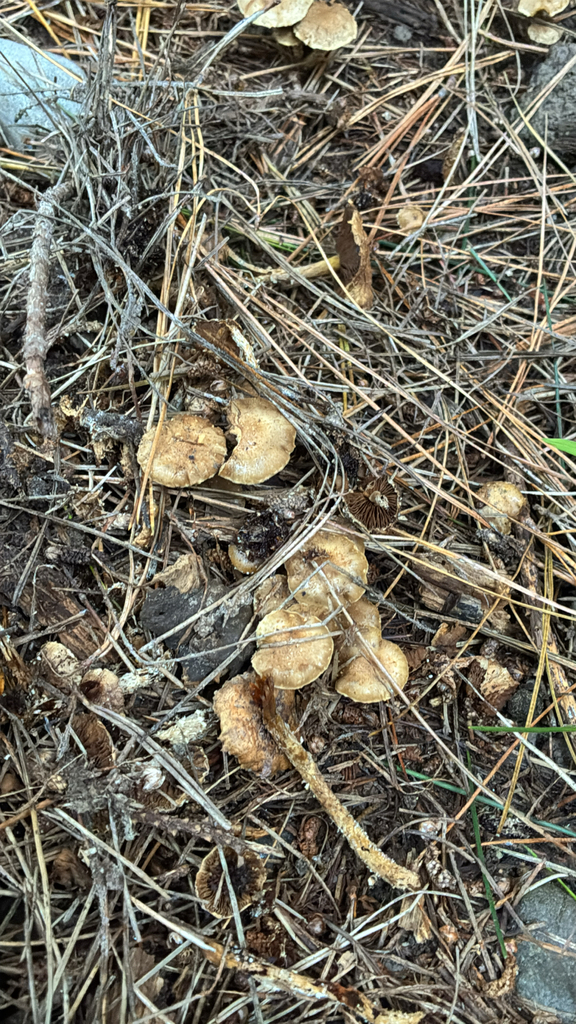Pholiota subflammans