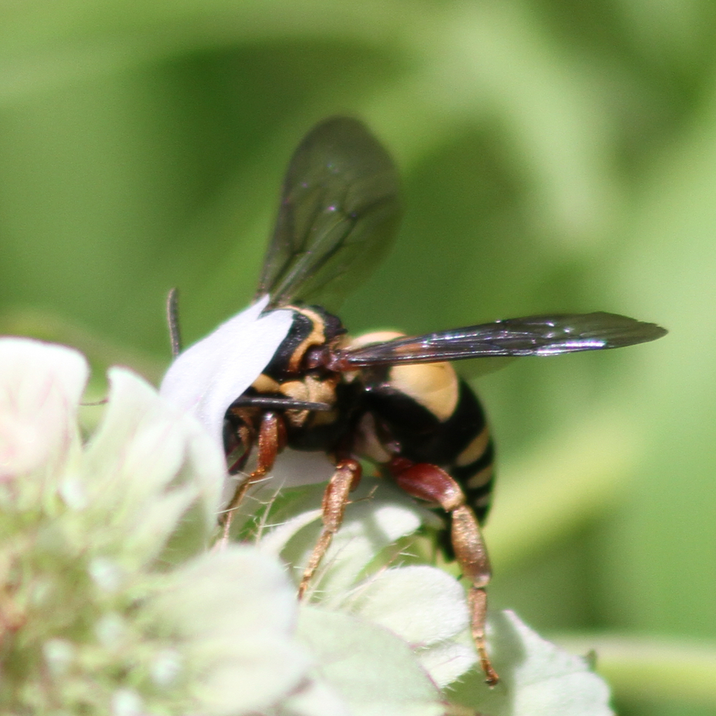 Four-striped Longhorn-Cuckoo