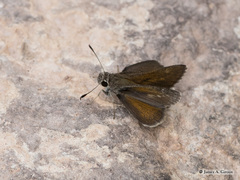 Amblyscirtes oslari