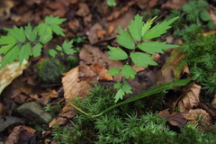 Elatostema involucratum