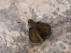 Amblyscirtes oslari