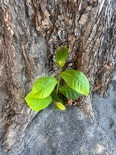 Terminalia catappa observed 2025-05-24