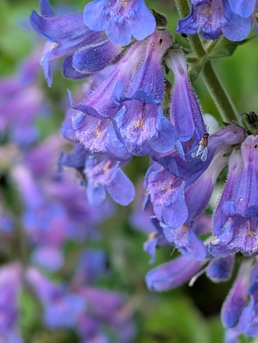 Broadleaf Beardtongue (Penstemon ovatus)
