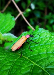 Chauliognathus faustus