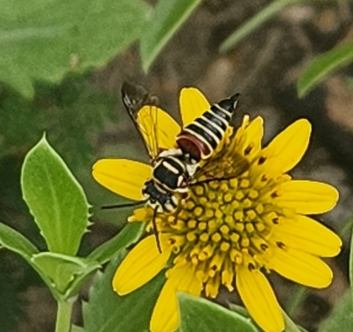 Coelioxys slossoni photo 4