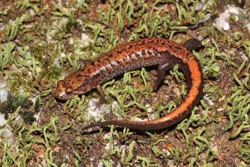 Blue Ridge Dusky Salamander