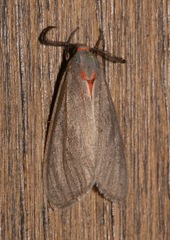 Pygarctia murina