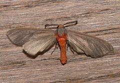 Pygarctia murina