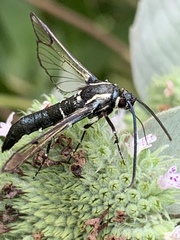 Synanthedon pictipes