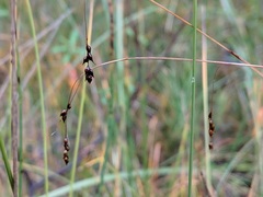 Carex capillaris