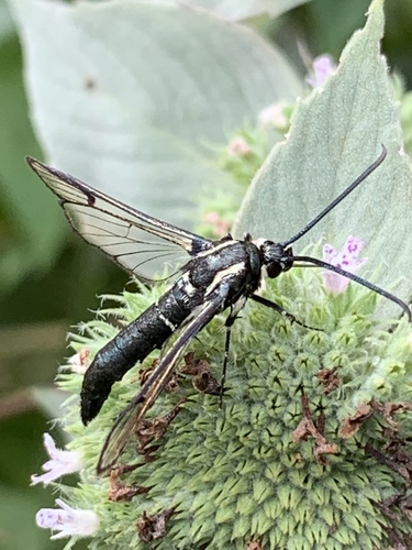 Lesser Peachtree Borer Moth photo 3