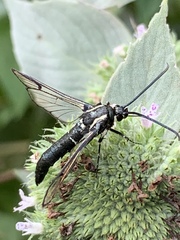 Synanthedon pictipes