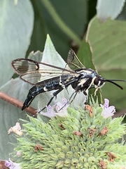 Synanthedon pictipes