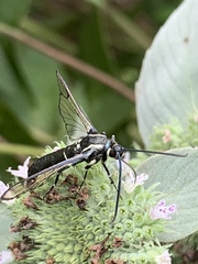 Synanthedon pictipes