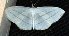 Scopula ordinata