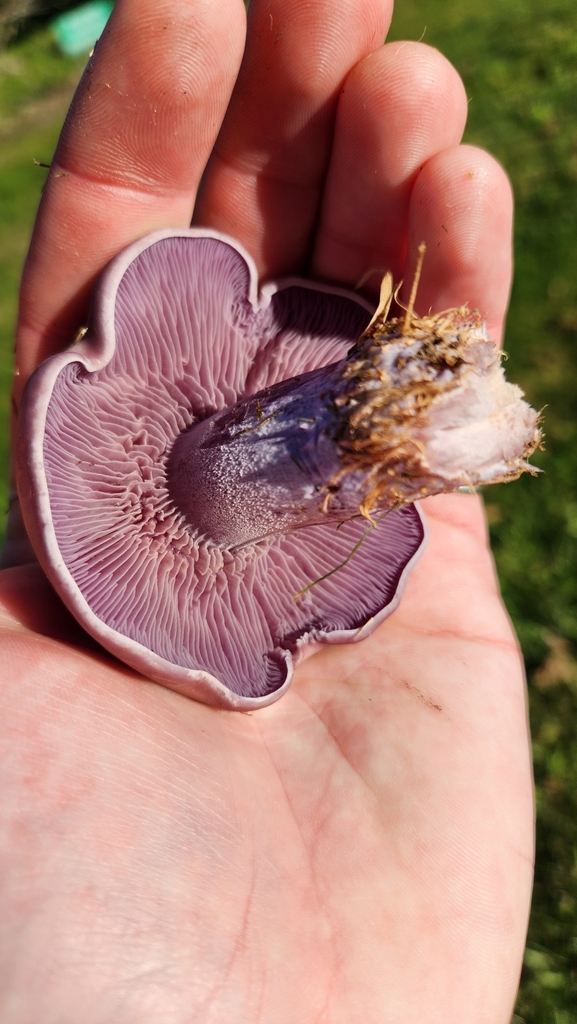 Collybia nuda · May 2025 · photo: © squidney8 (iNaturalist, cc0)
