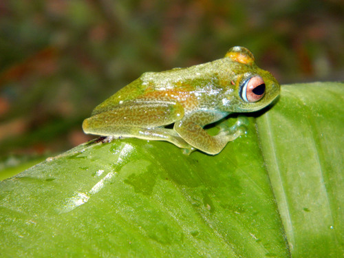 Boophis sandrae