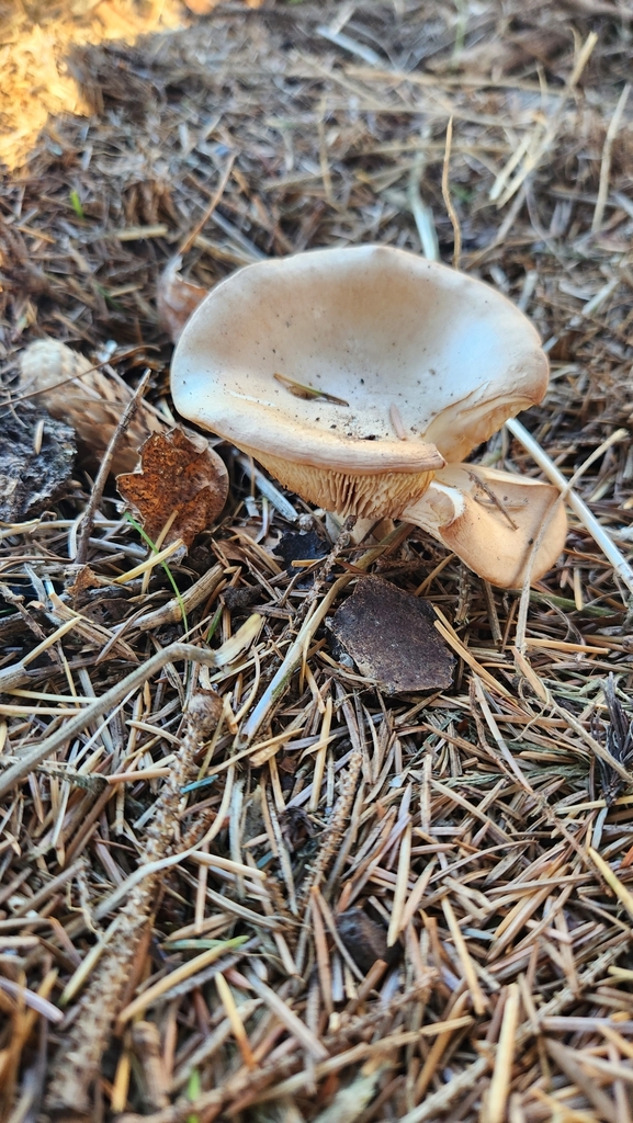 Rhodocybe piperita · May 2025 · photo: © squidney8 (iNaturalist, cc0)