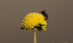 Camponotus morosus