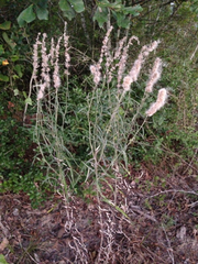 Pterocaulon virgatum