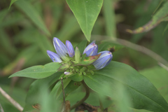 Gentiana × pallidocyanea