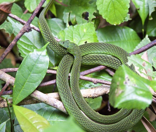 Specimen of Atheris squamigera (CAS 207868) from Bioko Island