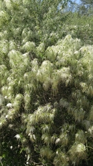 Clematis drummondii