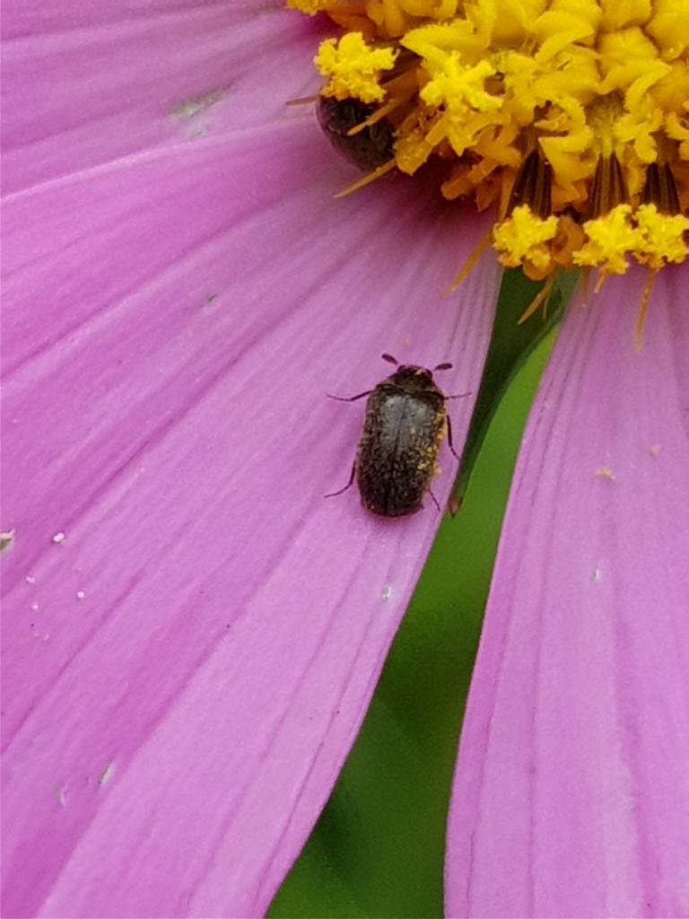 Cryptorhopalum vicinum