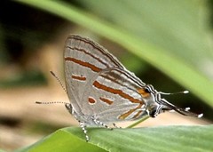 Hypolycaena pachalica