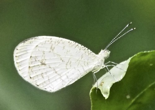 Immaculate Wood White