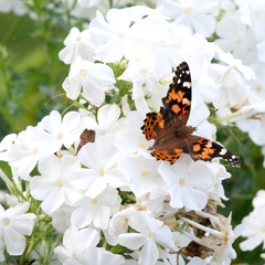 Vanessa cardui