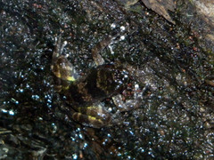 Mantidactylus lugubris