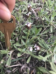 Phyla nodiflora