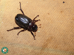 Trizogeniates cribricollis