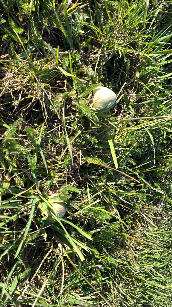 Volvopluteus gloiocephalus · May 2025 · photo: © jennysaito (iNaturalist, cc-by)