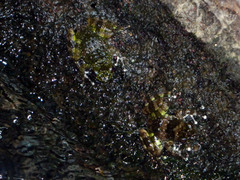 Mantidactylus lugubris
