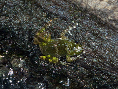 Mantidactylus lugubris