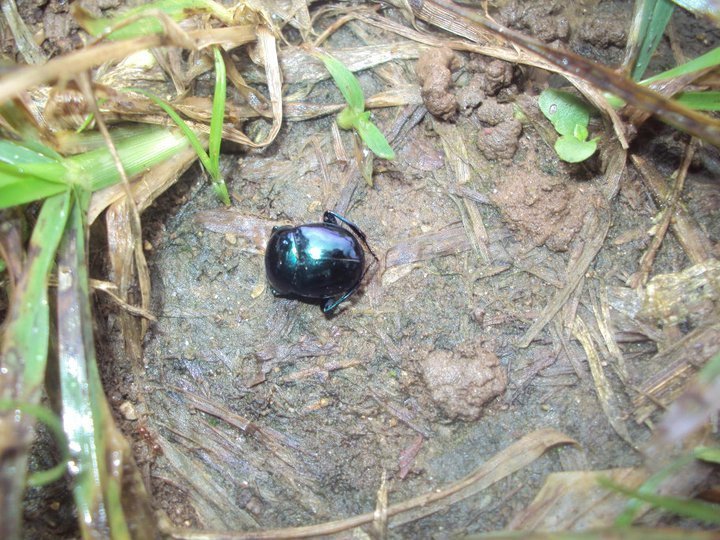 Canthon virens