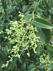 Ligustrum lucidum