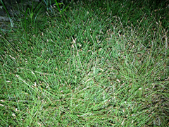 Eleocharis parvula
