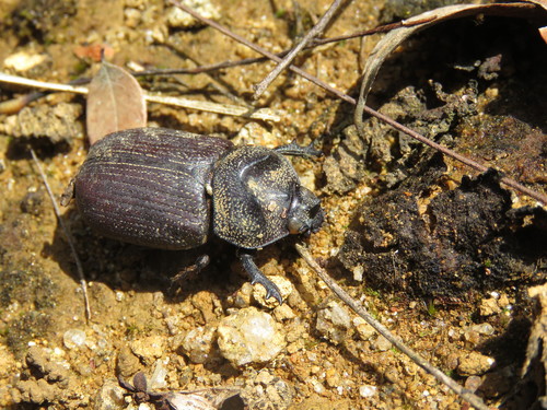 Coelosis sylvanus