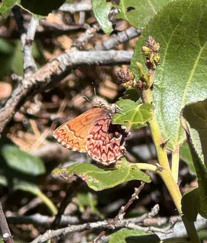 iNaturalist observation photo of Western Pine Elfin