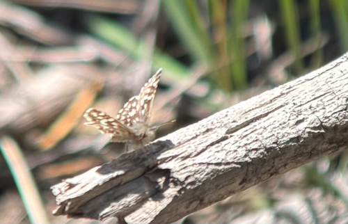iNaturalist observation photo of Two-banded Checkered-Skipper