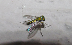 Condylostylus tonsus