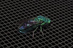 Chrysis smaragdula