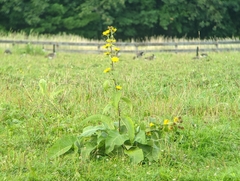 Inula racemosa