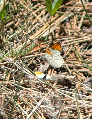 iNaturalist observation photo of Julia Orangetip
